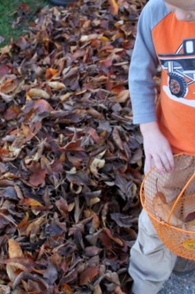 Leaf Activity
