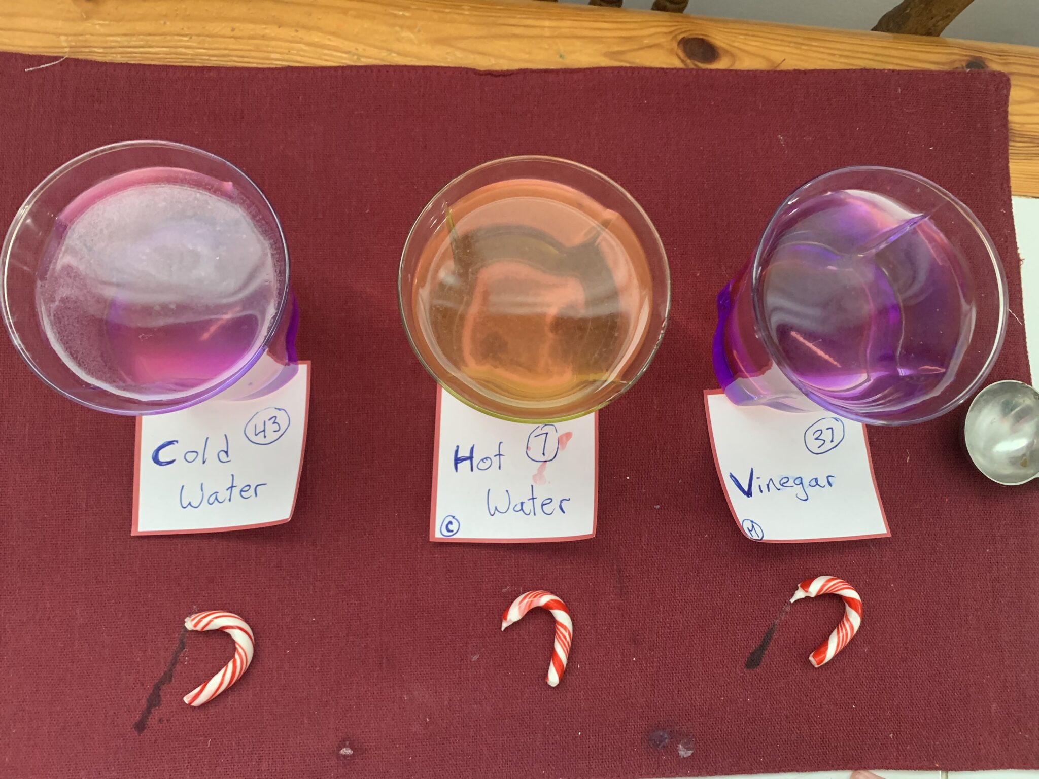Try a festive science experiment with candy canes, water and vinegar to see what dissolves first with your toddlers and preschoolers at home this holiday season.