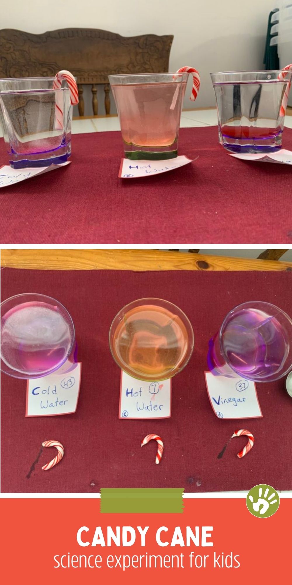 Use a few of your Christmas candy canes for a little science experiment in a festive theme and watch and predict which will finish dissolving first!